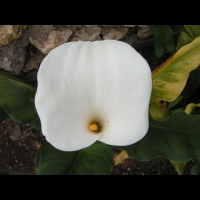 Arum (2)